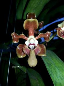Vanda helvola