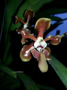 Vanda helvola