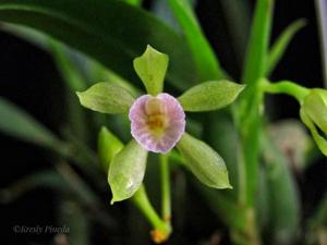 Cischweinfia dasyandra