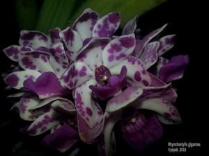Rhynchostylis gigantea