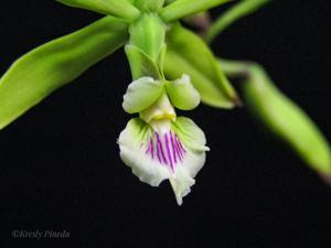 Encyclia ceratistes