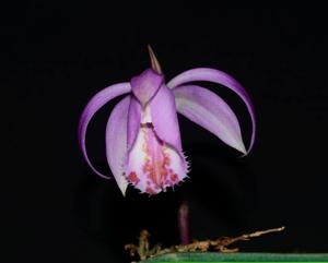 Pleione pleionoides