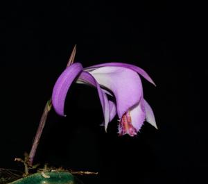 Pleione pleionoides