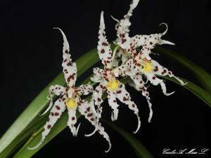 Oncidium naevium