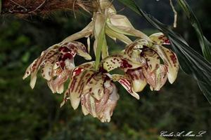 Stanhopea tigrina