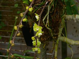 Chiloschista viridiflava