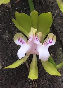 Sarcochilus australis