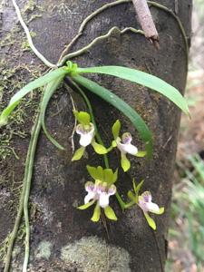 Sarcochilus australis