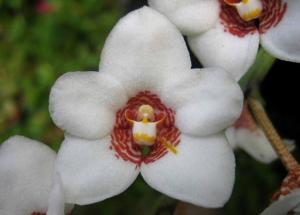 Sarcochilus hartmannii