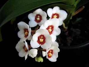 Sarcochilus hartmannii