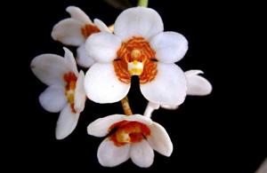 Sarcochilus hartmannii