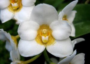 Sarcochilus hartmannii