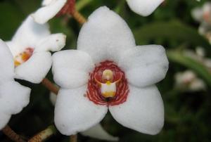 Sarcochilus hartmannii