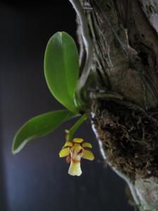 Sarcochilus hirticalcar