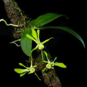 Sarcochilus parviflorus