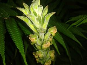 Sarcoglottis grandiflora