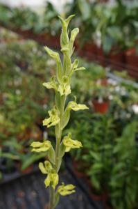 Sarcoglottis sceptrodes