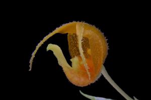 Scaphosepalum beluosum