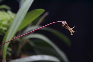 Bulbophyllum makoyanum