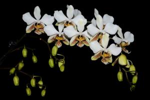 Phalaenopsis stuartiana