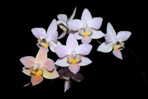 Phalaenopsis equestris