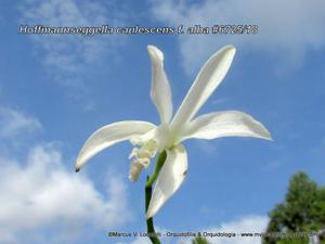 Cattleya caulescens