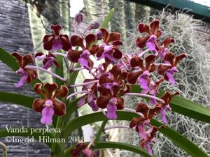 Vanda perplexa