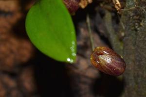 Scaphosepalum ovulare