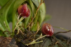 Scaphosepalum ovulare