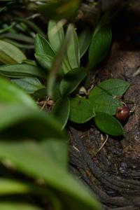 Scaphosepalum ovulare