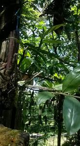 Dendrobium corallorhizon