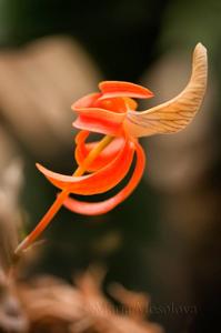 Dendrobium unicum