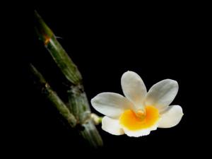 Dendrobium crepidatum