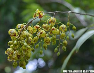 Gomesa riograndensis