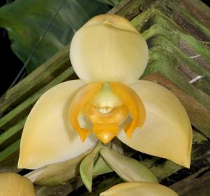 Stanhopea tricornis