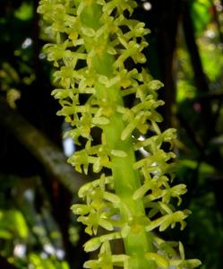 Hippeophyllum scortechinii