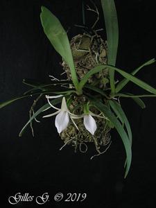 Angraecum elephantinum