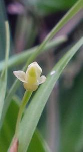 Scaphyglottis fusiformis