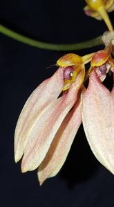 Bulbophyllum weberi