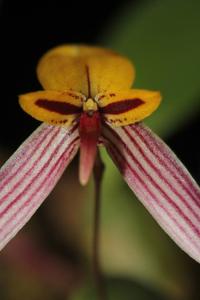 Bulbophyllum bolsteri