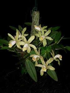 Cattleya forbesii