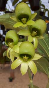 Catasetum fuchsii