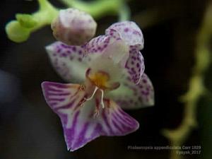 Phalaenopsis appendiculata