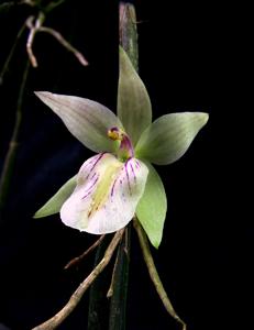 Scaphyglottis pulchella