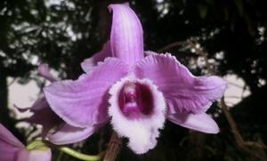 Dendrobium anosmum