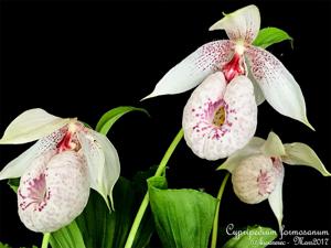 Cypripedium formosanum