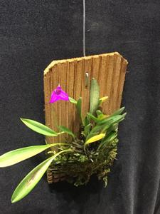 Masdevallia hymenantha