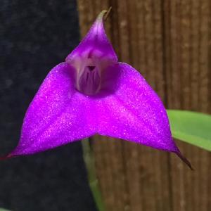 Masdevallia hymenantha