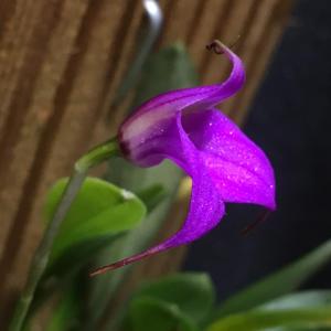 Masdevallia hymenantha