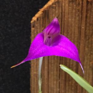 Masdevallia hymenantha